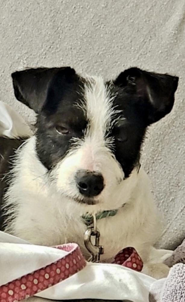Opal aka Gladys, Adoptable, Young Female Terrier.