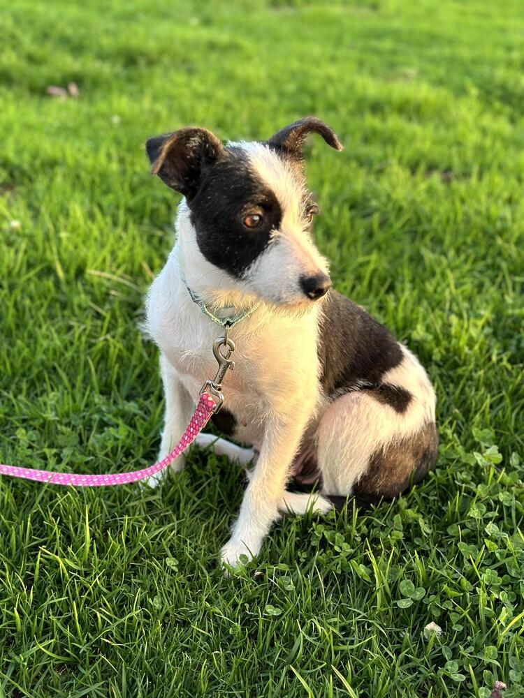 Enlarge Opal aka Gladys, a Adoptable Terrier in Escondido, CA image 2/6