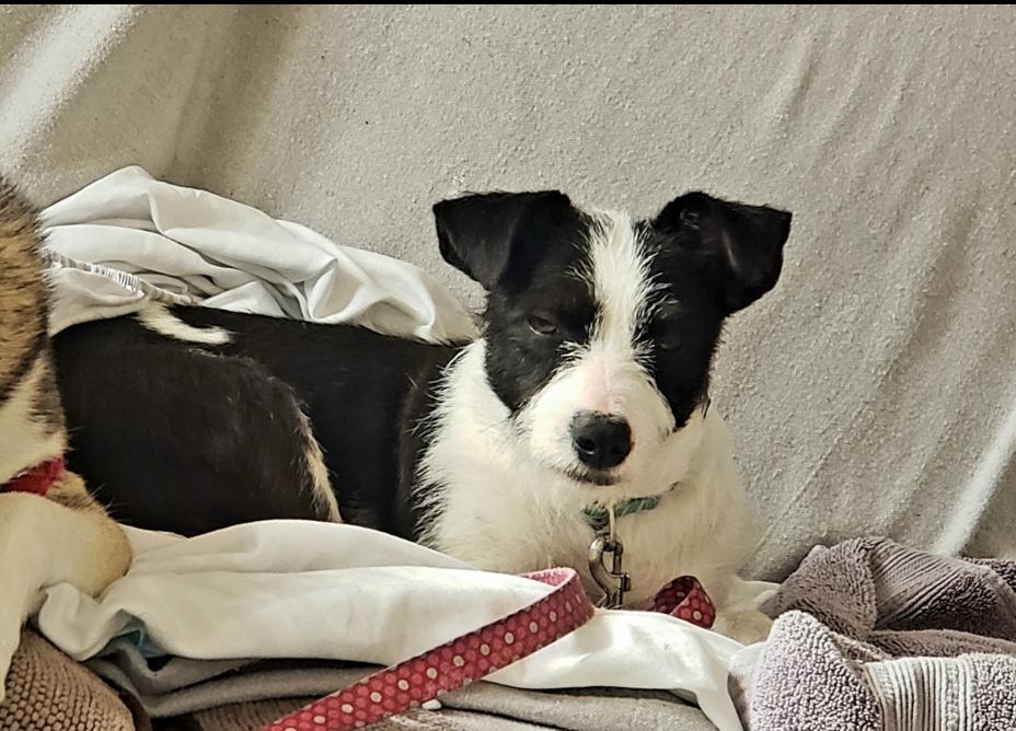 Enlarge Opal aka Gladys, a Adoptable Terrier in Escondido, CA image 3/6