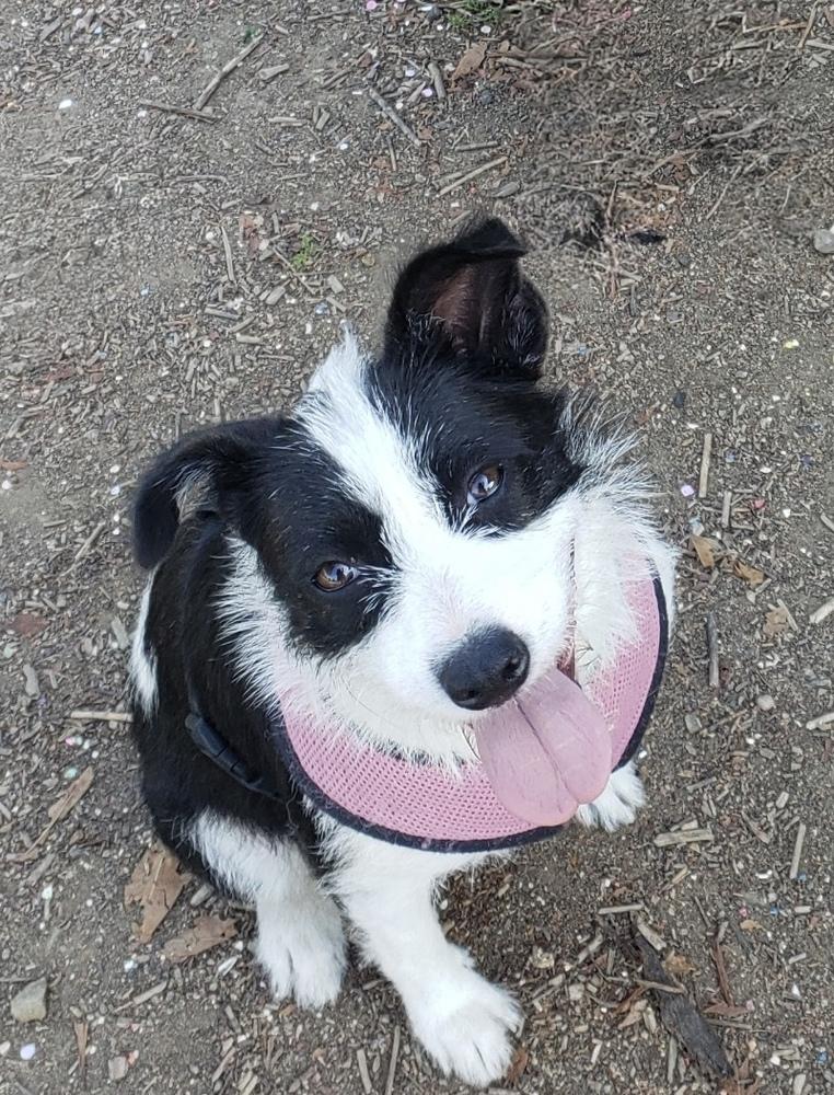 Enlarge Opal aka Gladys, a Adoptable Terrier in Escondido, CA image 3/6