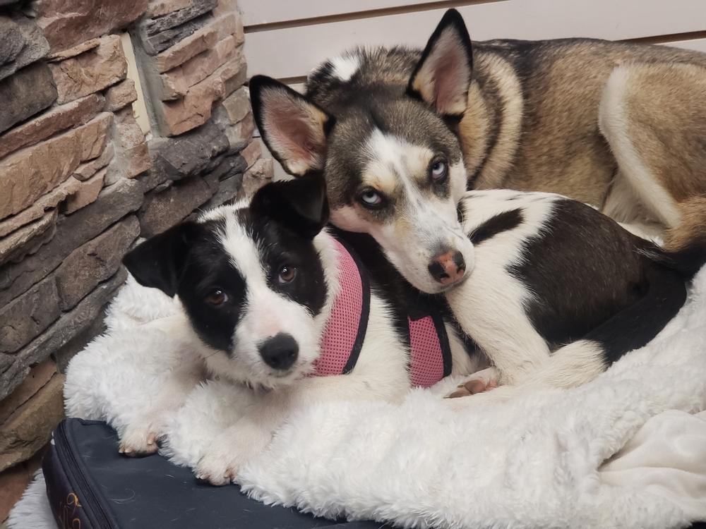 Enlarge Opal aka Gladys, a Adoptable Terrier in Escondido, CA image 4/6