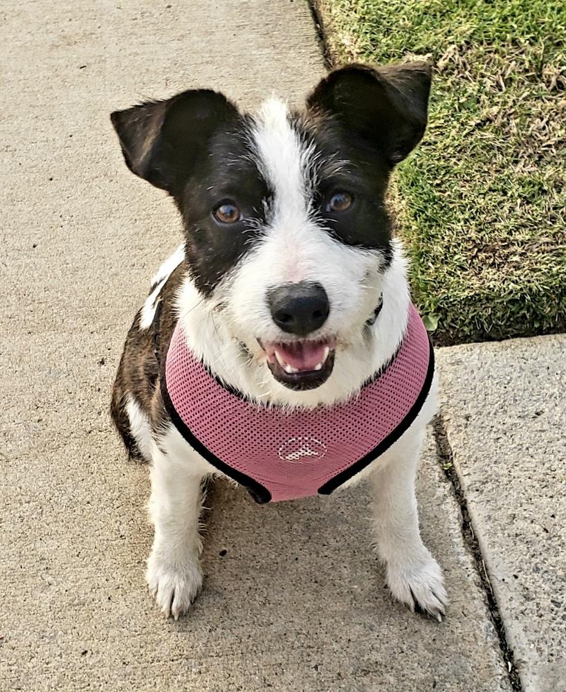 Enlarge Opal aka Gladys, a Adoptable Terrier in Escondido, CA image 4/6