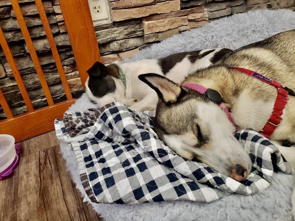 Enlarge Opal aka Gladys, a Adoptable Terrier in Escondido, CA image 5/6