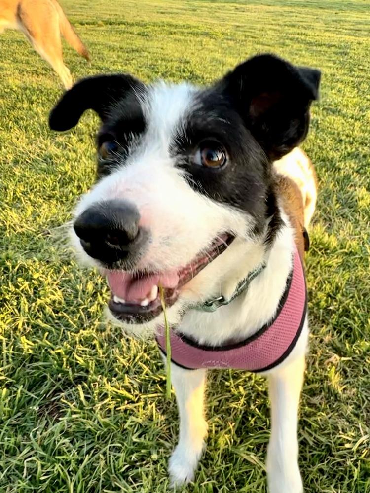 Enlarge Opal aka Gladys, a Adoptable Terrier in Escondido, CA image 6/6
