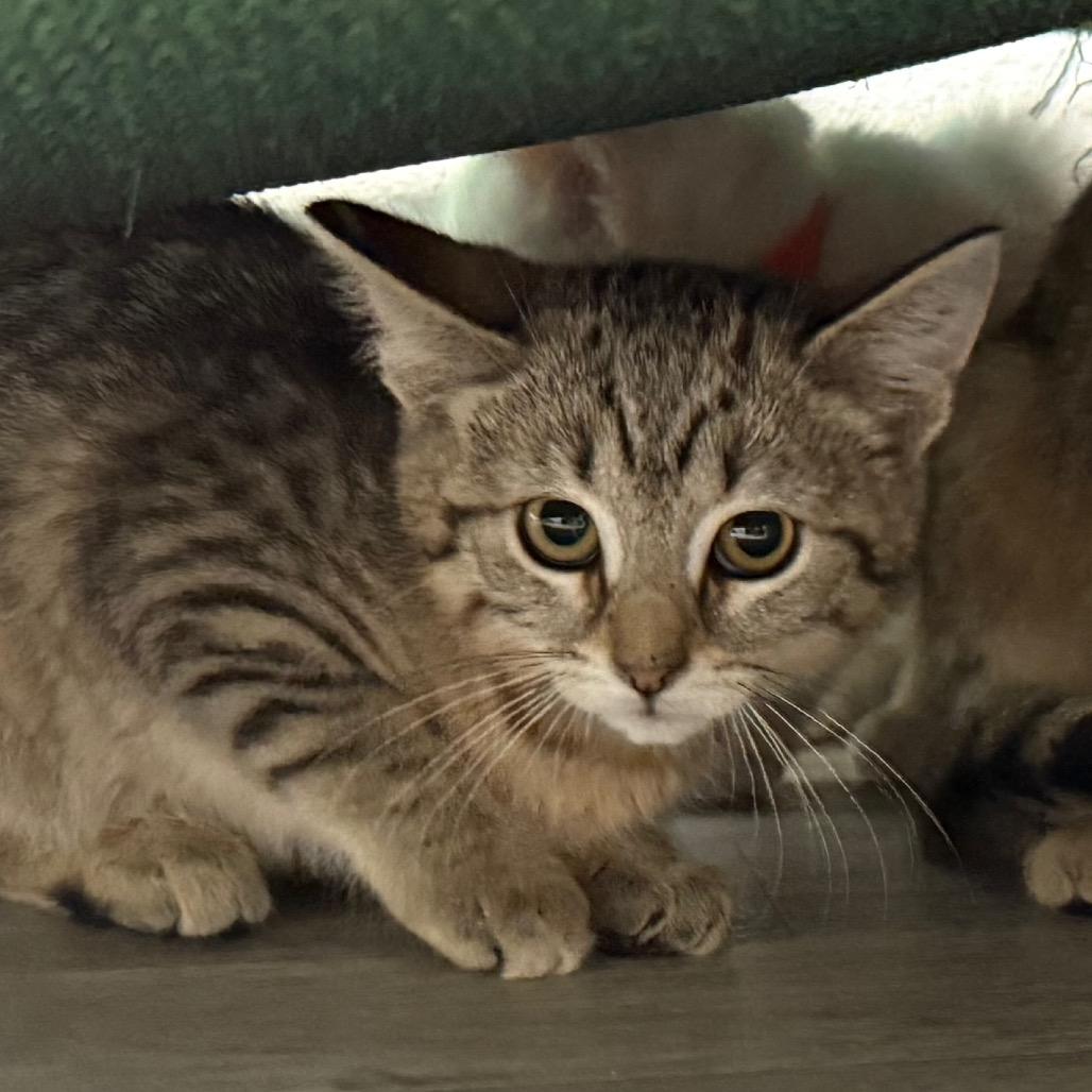 Sarabi, Adoptable, Kitten Female Domestic Short Hair & Domestic Short Hair.