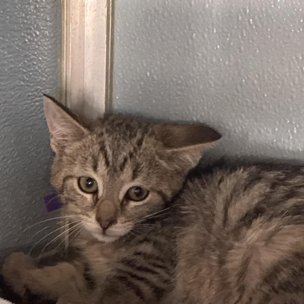 Enlarge Sarabi, a Adoptable mixed breed in Uniontown, PA image 2/2