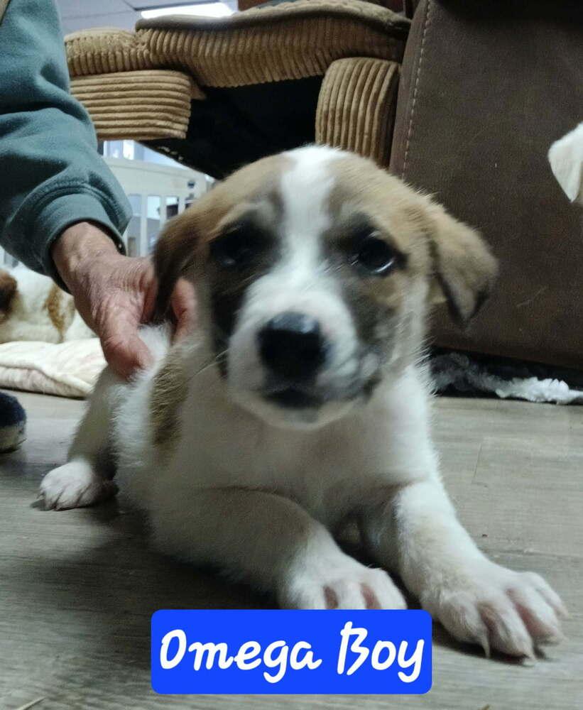 7 Lisa CY copy #2, Adopted, Puppy Female Australian Shepherd & Rottweiler.