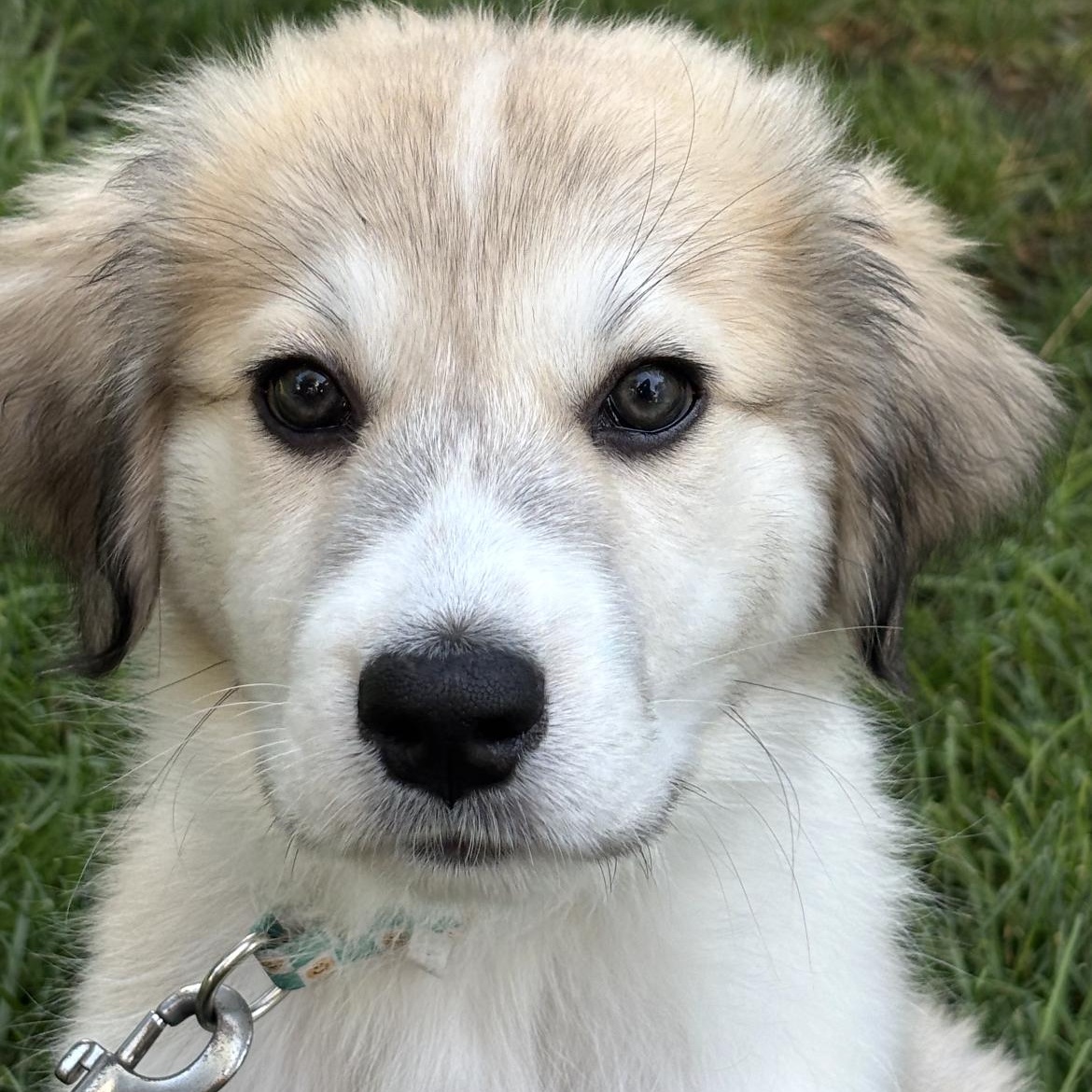 Enlarge Frank, a Adoptable mixed breed in South Plainfield, NJ image 2/2