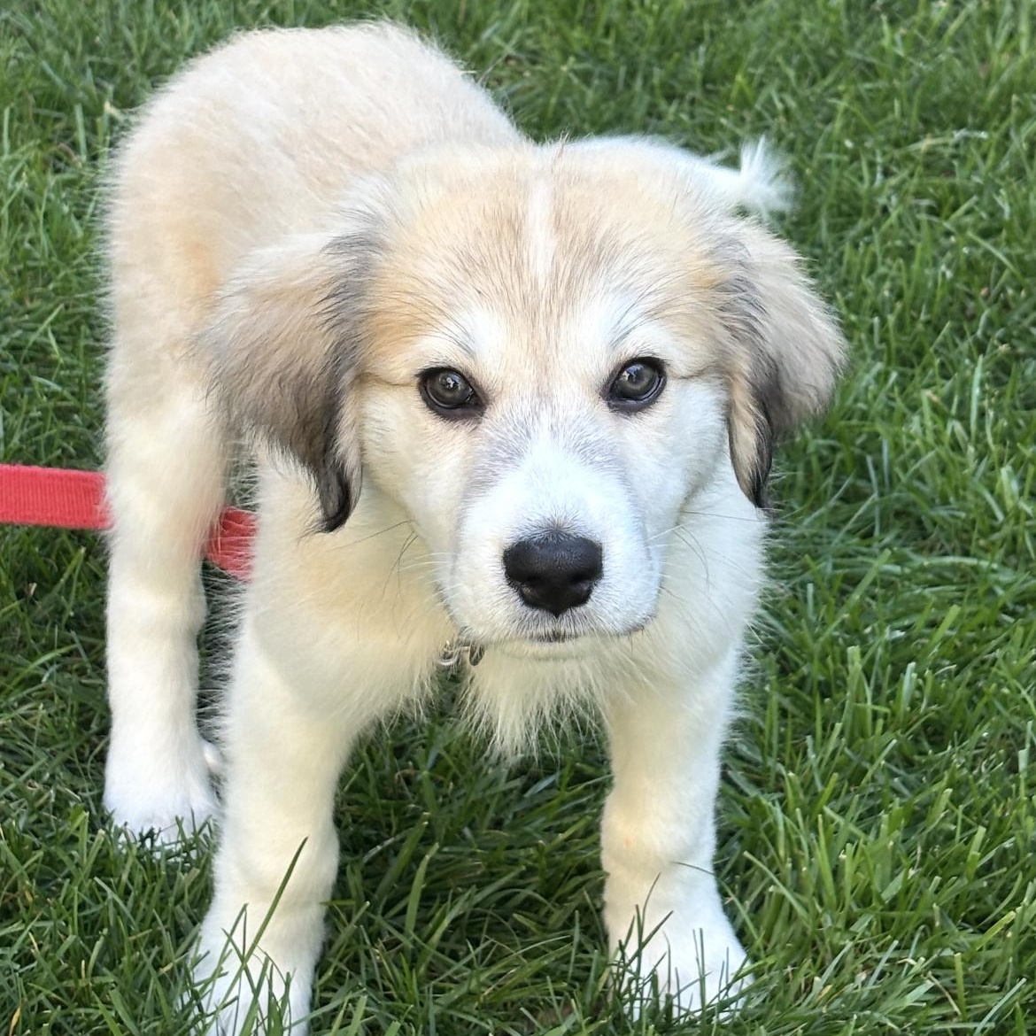 Frank, Adoptable, Puppy Male Great Pyrenees.