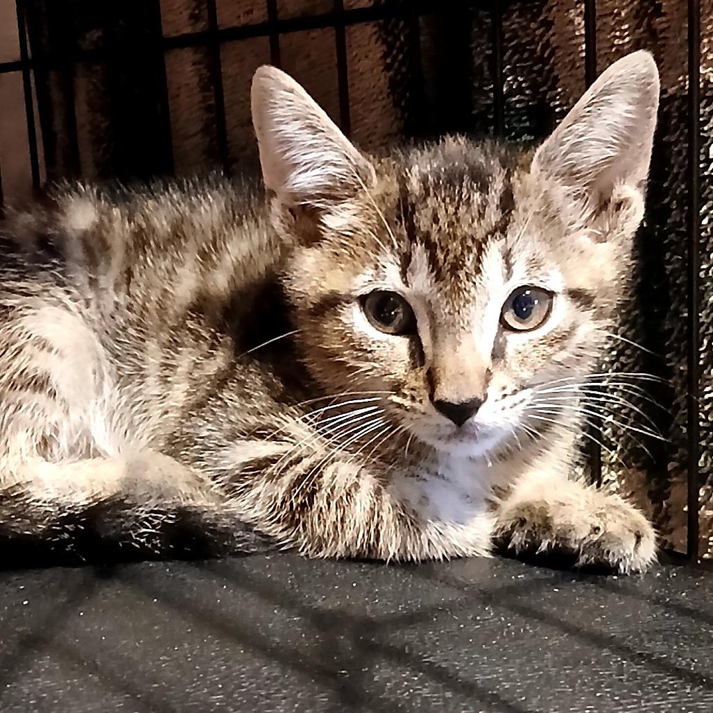 Emmett, Adoptable, Young Male Domestic Short Hair.