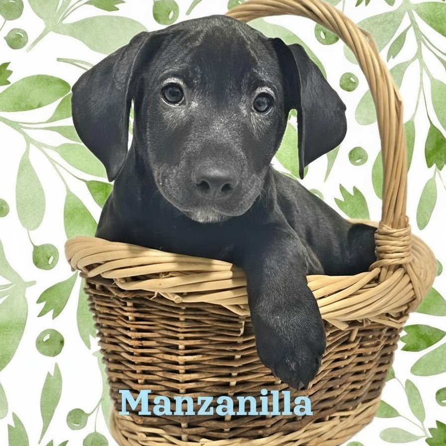 Manzanilla, ADOPTABLE, Puppy Male Mixed Breed.
