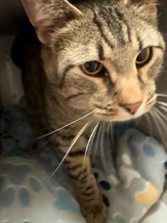 Palmer, a ADOPTABLE Domestic Short Hair in Mason City, IA image 2/2