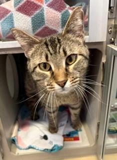 Palmer, a ADOPTABLE Domestic Short Hair in Mason City, IA image 1/2