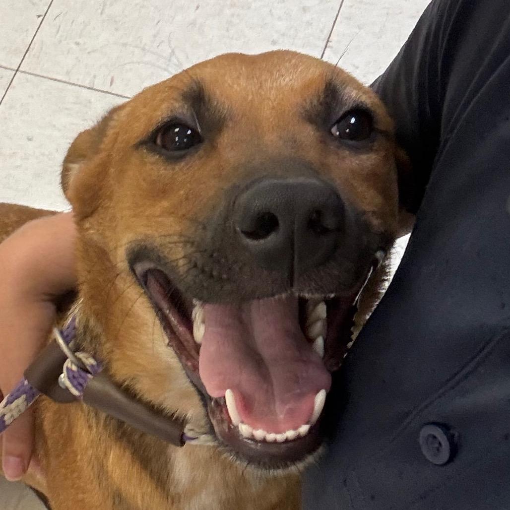Enlarge Vega, a Adoptable Cattle Dog in Jacksonville, AR image 1/1