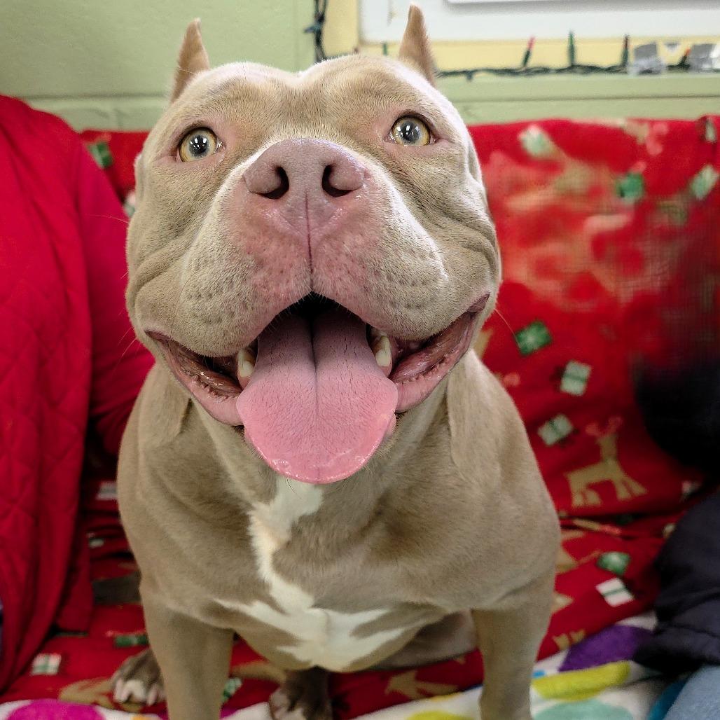 Fay, Adoptable, Young Female Pit Bull Terrier & Mixed Breed.