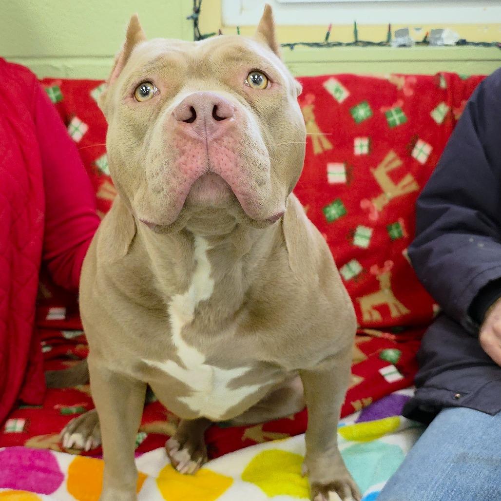 Enlarge Fay, a Adoptable mixed breed in Michigan City, IN image 3/4