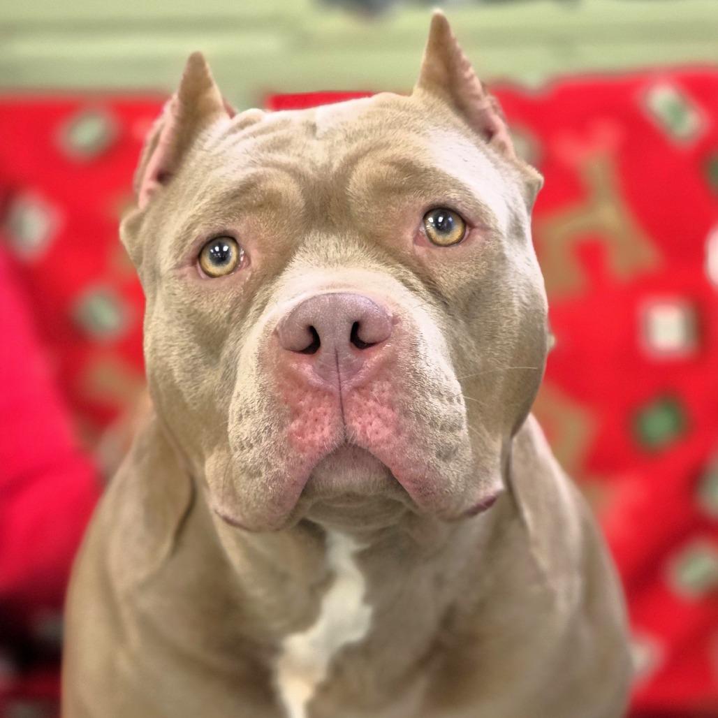 Enlarge Fay, a Adoptable mixed breed in Michigan City, IN image 4/4