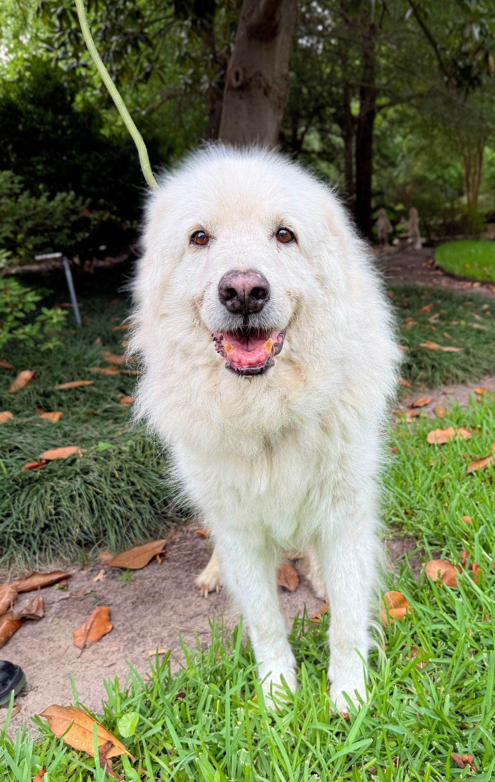 Enlarge Sam, a Adoptable Great Pyrenees in Bellevue, WA image 3/4