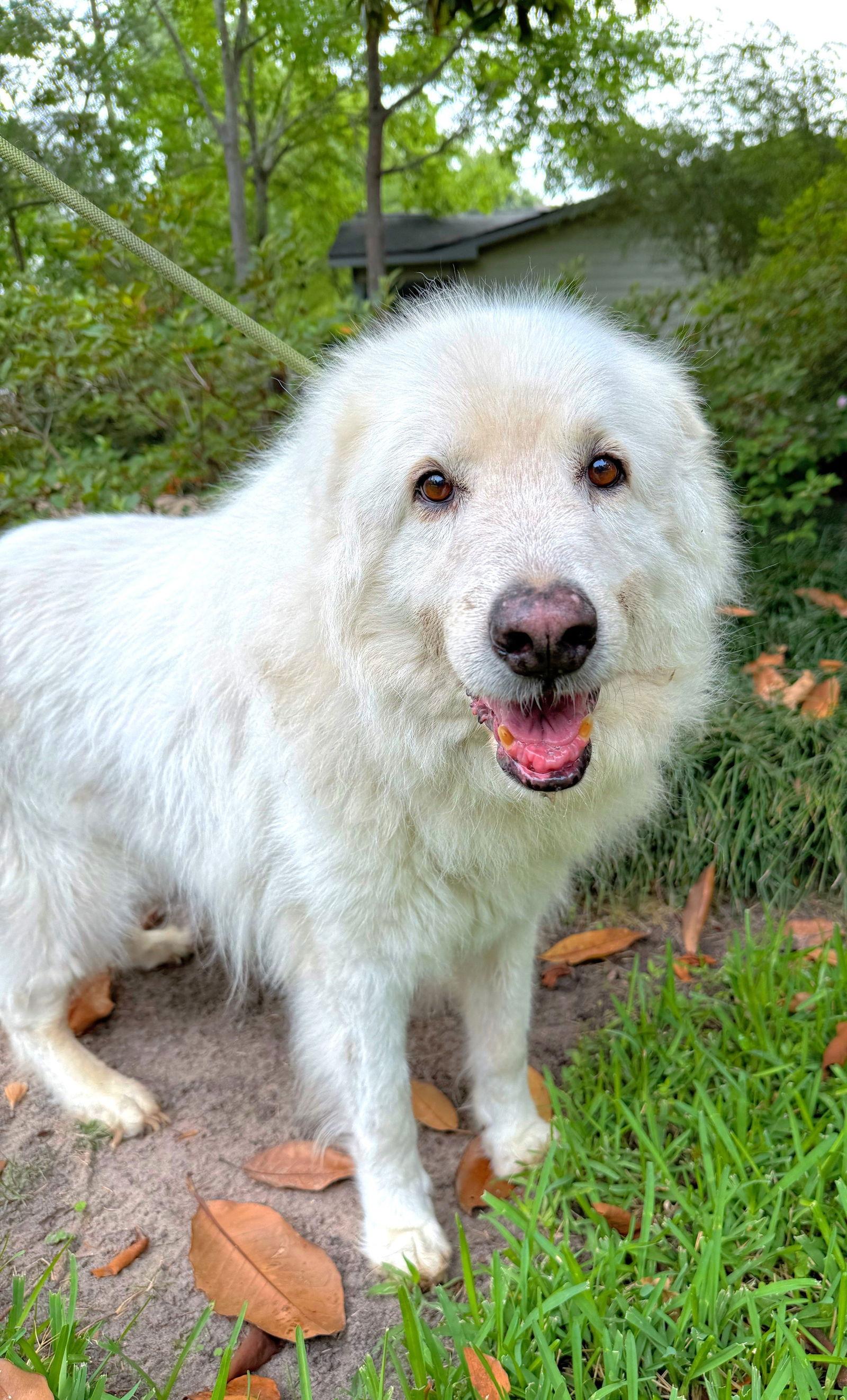 Enlarge Sam, a Adoptable Great Pyrenees in Bellevue, WA image 4/4