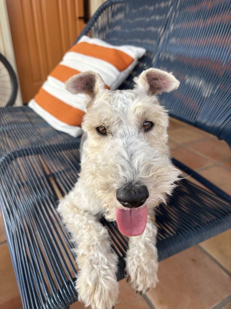 Pebbles, Adopted, Adult Female Wire Fox Terrier.
