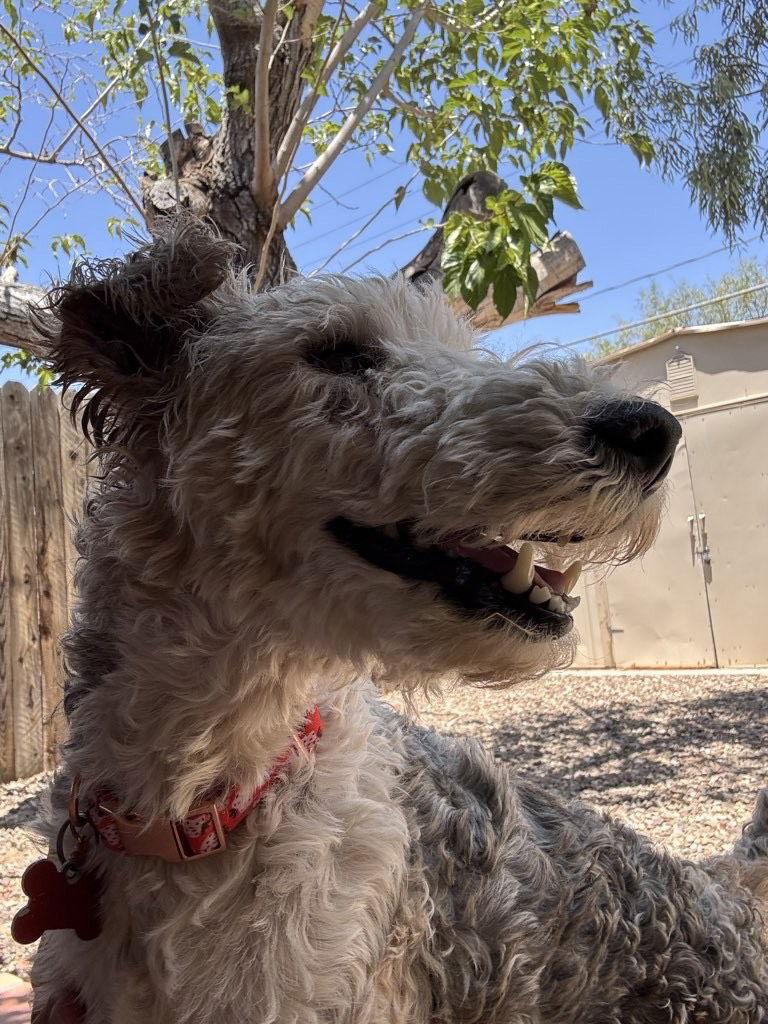 Enlarge Pebbles, a Adopted Wire Fox Terrier in Tucson, AZ image 2/3