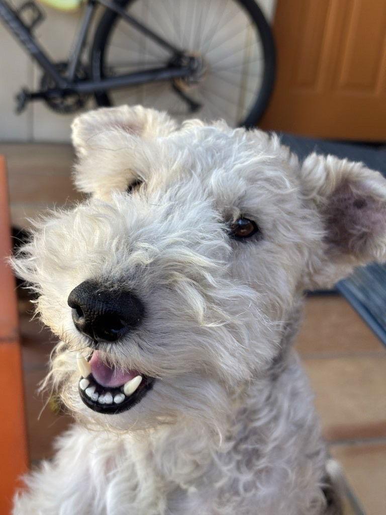 Enlarge Pebbles, a Adopted Wire Fox Terrier in Tucson, AZ image 3/3