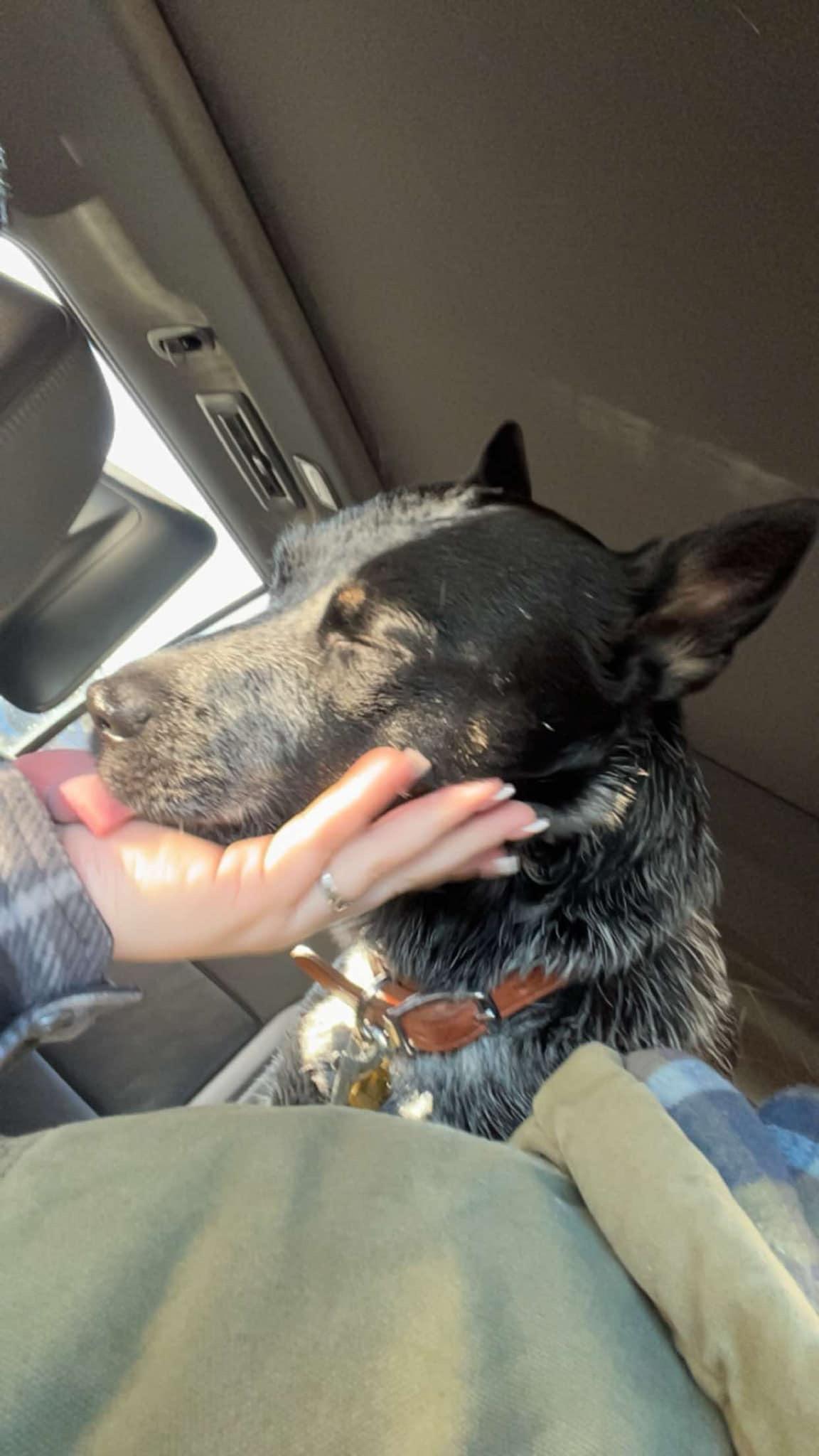 Ava, a Adoptable mixed breed in CLINTON, WA image 1/5