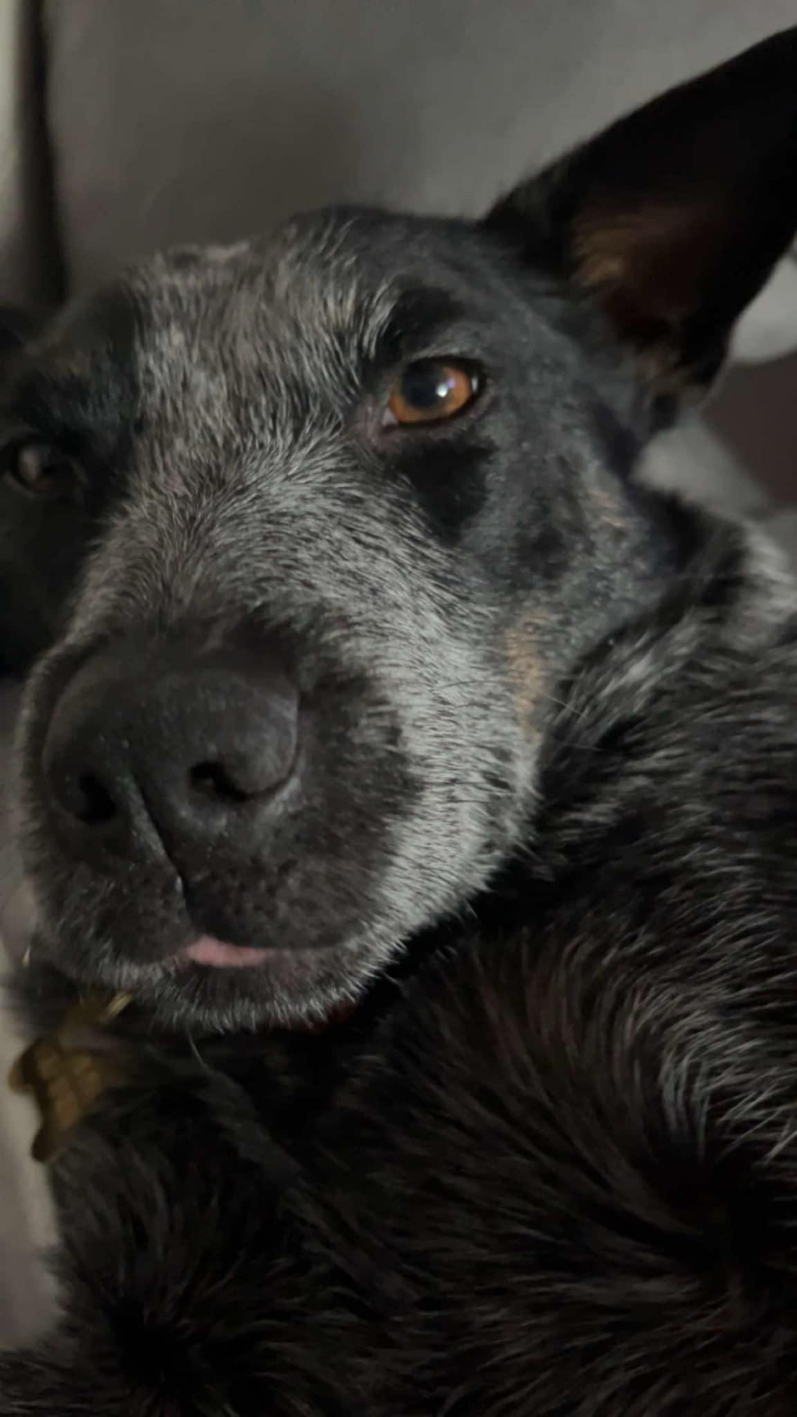 Ava, a Adoptable mixed breed in CLINTON, WA image 2/5