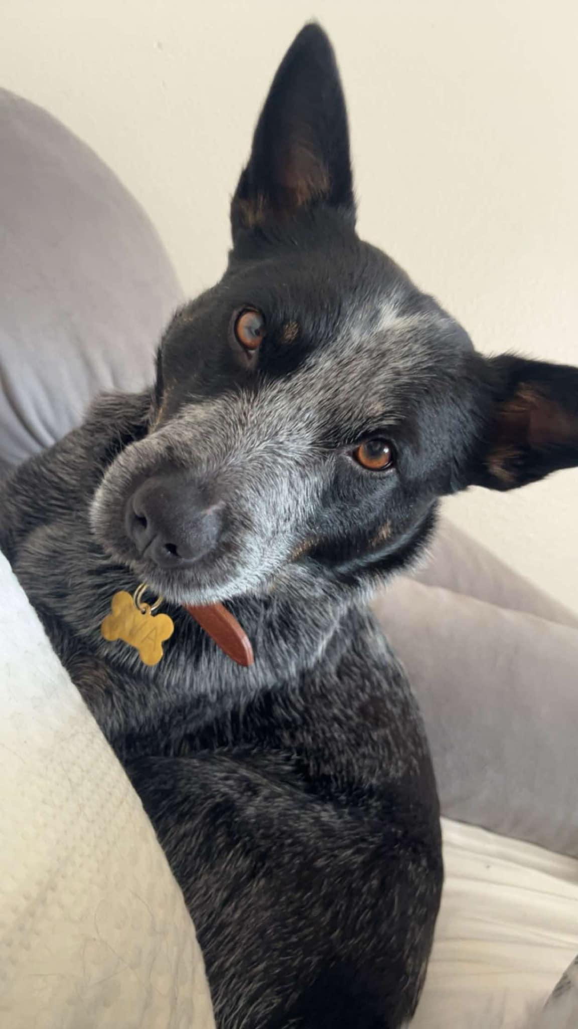 Ava, a Adoptable mixed breed in CLINTON, WA image 3/5