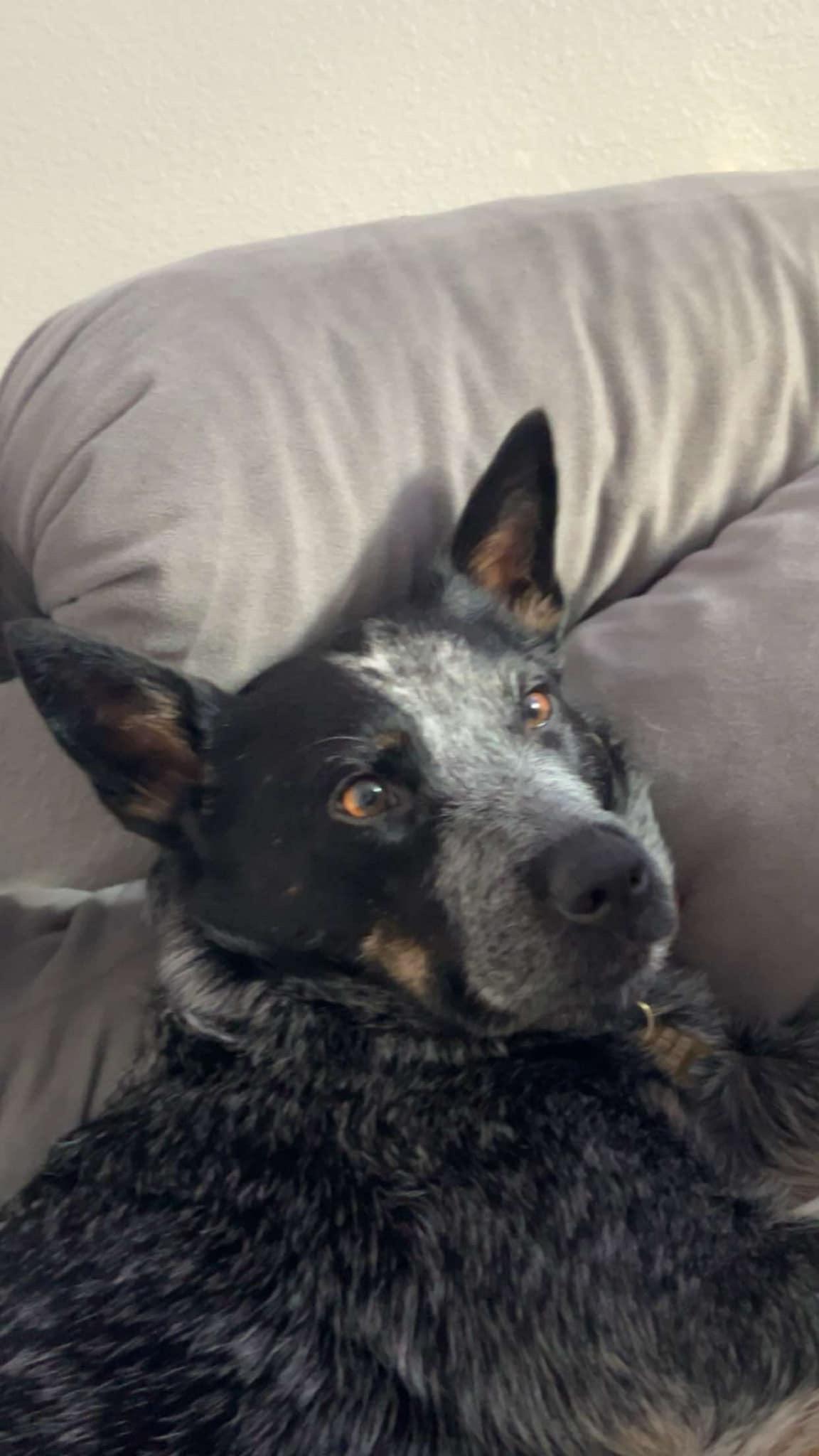 Ava, a Adoptable mixed breed in CLINTON, WA image 4/5