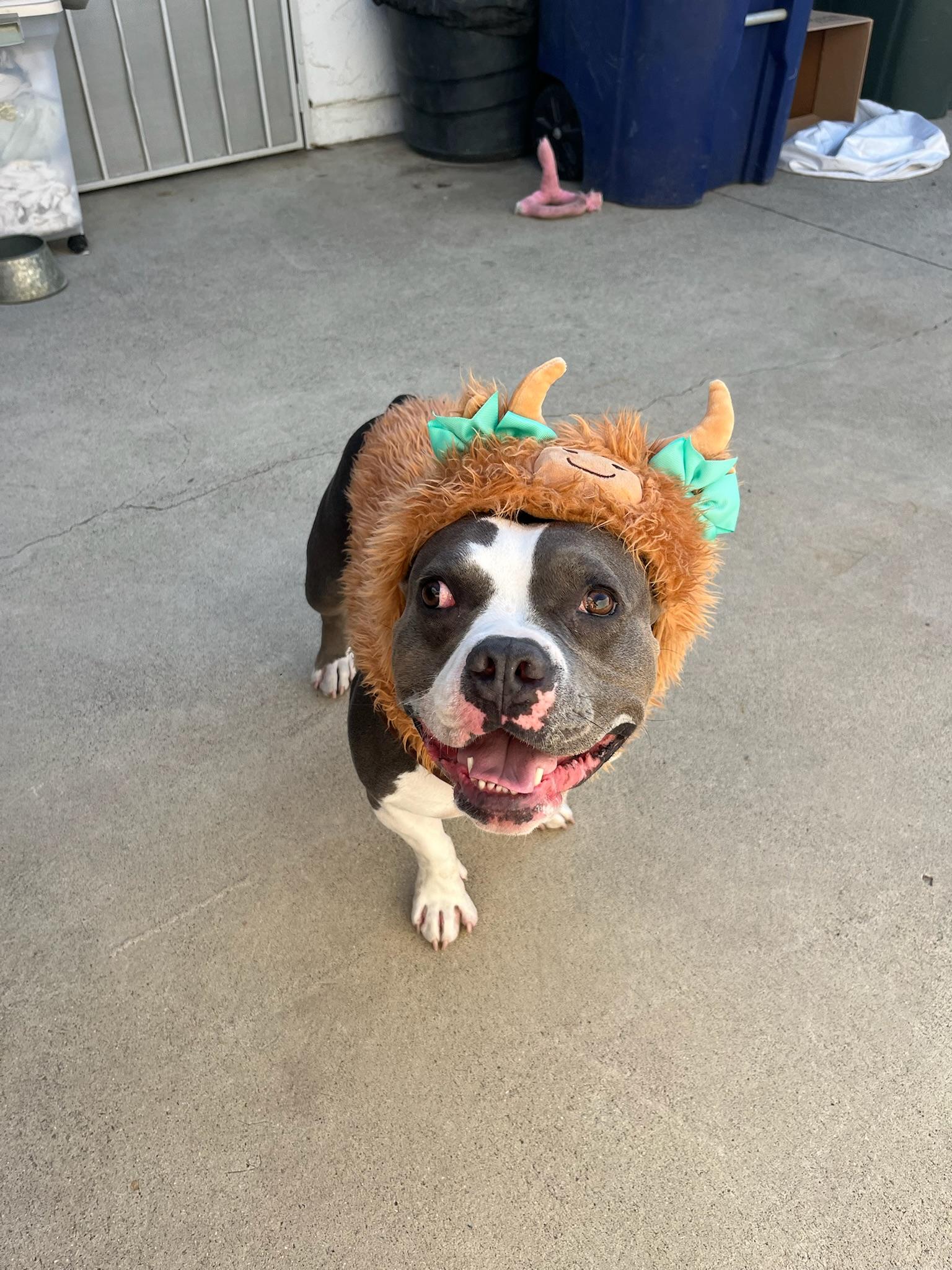 Kira, a Adoptable Pit Bull Terrier in Irvine, CA image 2/6