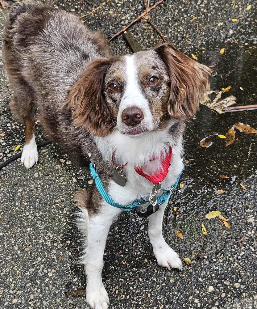 0930 Olive (also called Ollie), Adoptable, Adult Female Australian Shepherd & Brittany Spaniel.