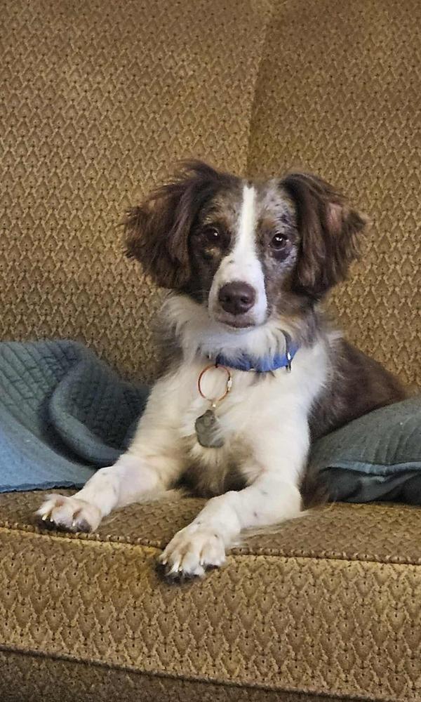 0930 Olive (also called Ollie), Adoptable, Adult Female Australian Shepherd & Brittany Spaniel.