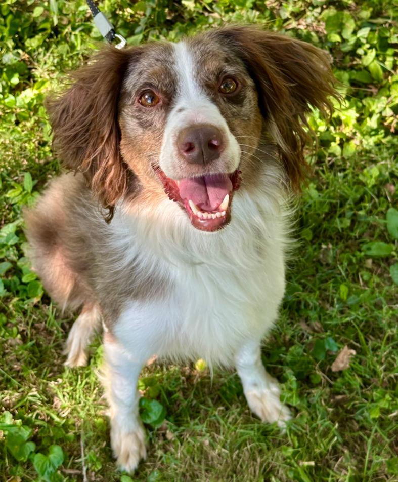 Enlarge 0930 Olive (also called Ollie), a Adoptable mixed breed in Beloit, WI image 5/6