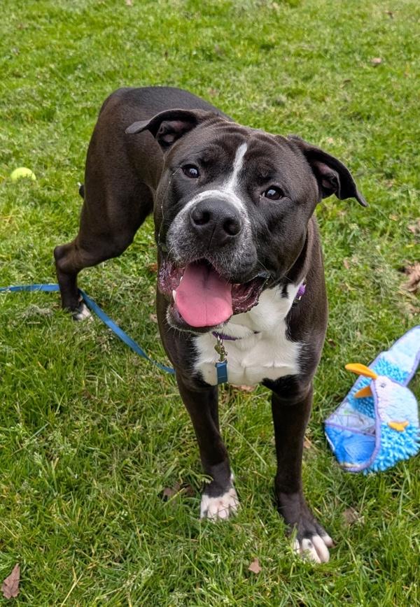 Enlarge Hank, a Adoptable mixed breed in Vancouver, WA image 1/1
