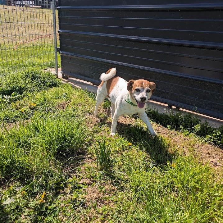 Radar, ADOPTABLE, Senior Male Jack Russell Terrier.