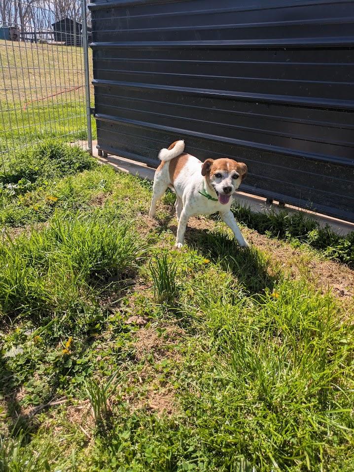 Enlarge Radar, a ADOPTABLE Jack Russell Terrier in Covington, VA image 4/5