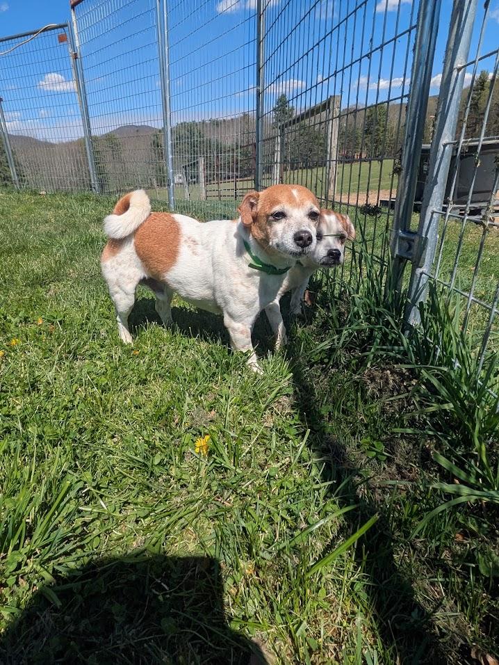 Enlarge Radar, a ADOPTABLE Jack Russell Terrier in Covington, VA image 5/5