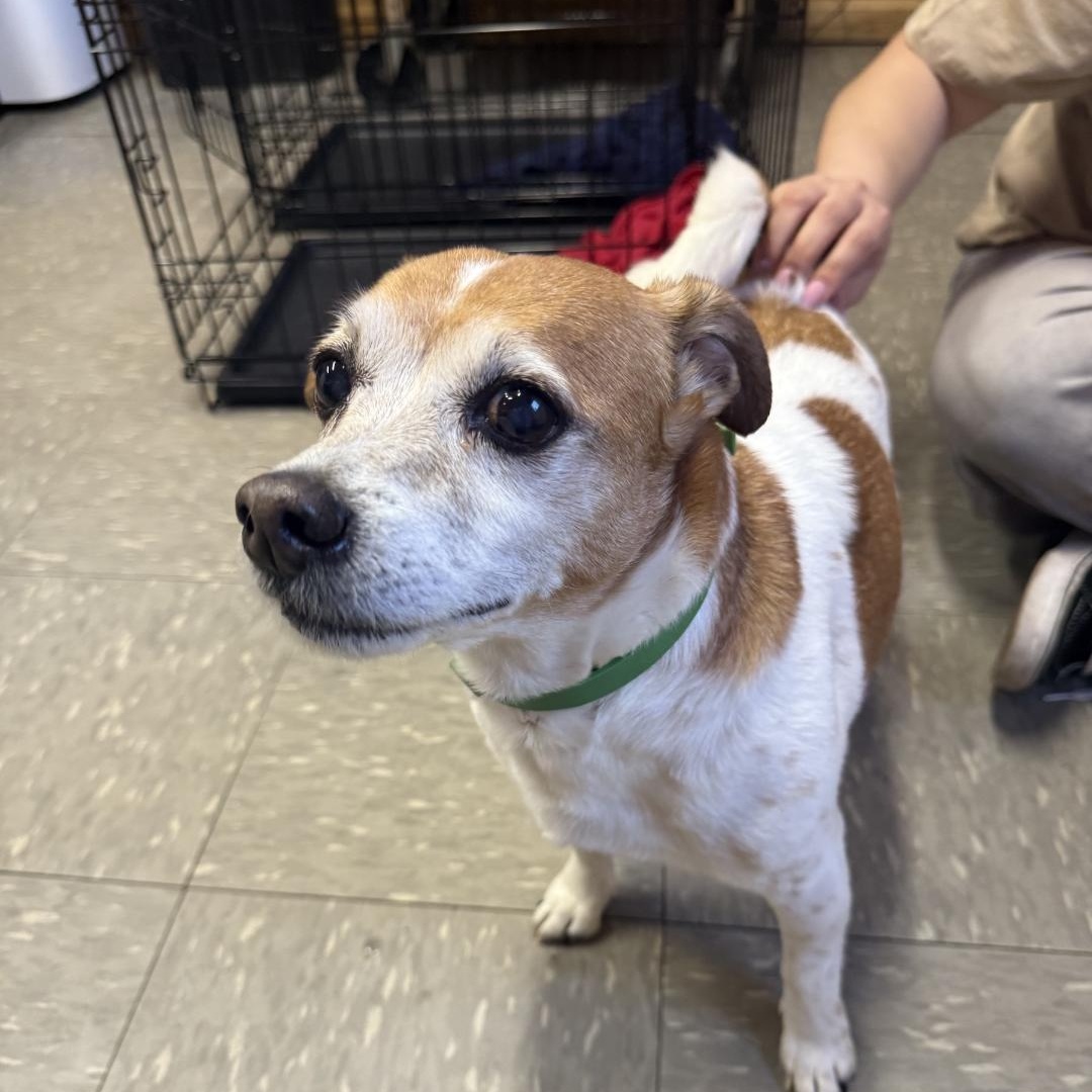 Enlarge Radar, a ADOPTABLE Jack Russell Terrier in Covington, VA image 2/5
