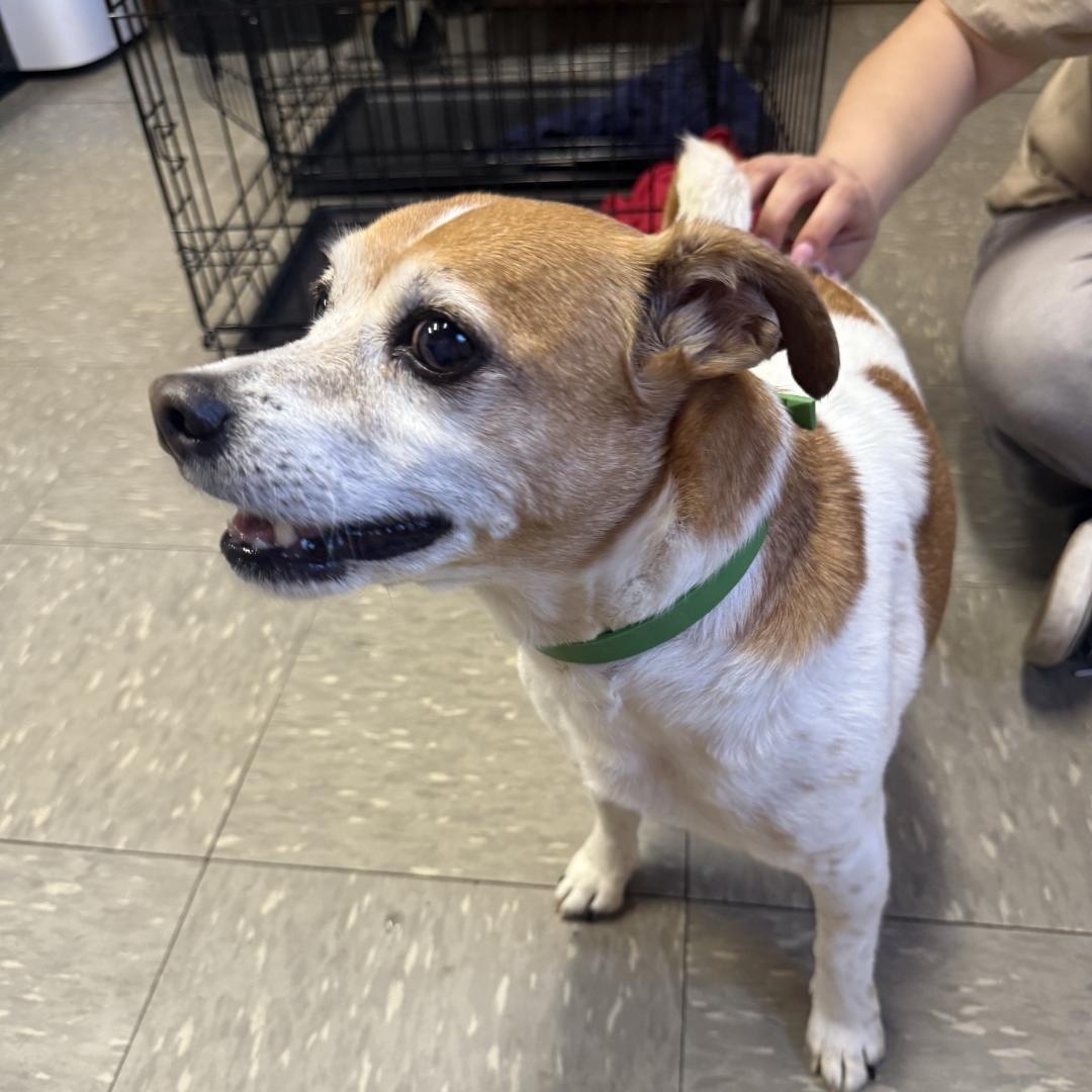Enlarge Radar, a ADOPTABLE Jack Russell Terrier in Covington, VA image 3/5