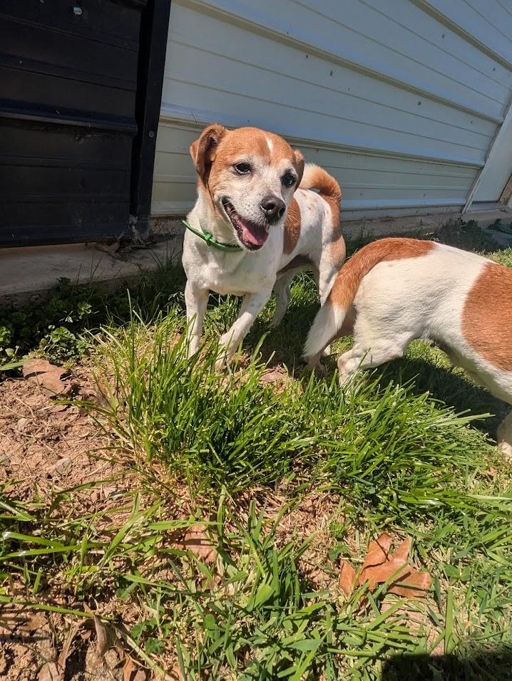Radar, ADOPTABLE, Senior Male Jack Russell Terrier.
