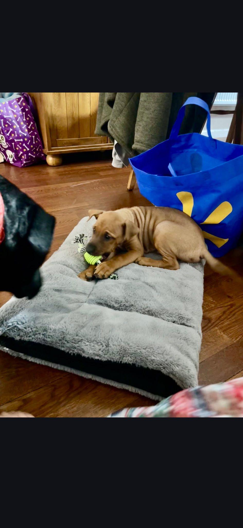 Enlarge Nugget, an adopted mixed breed in Riverdale, NJ image 2/4