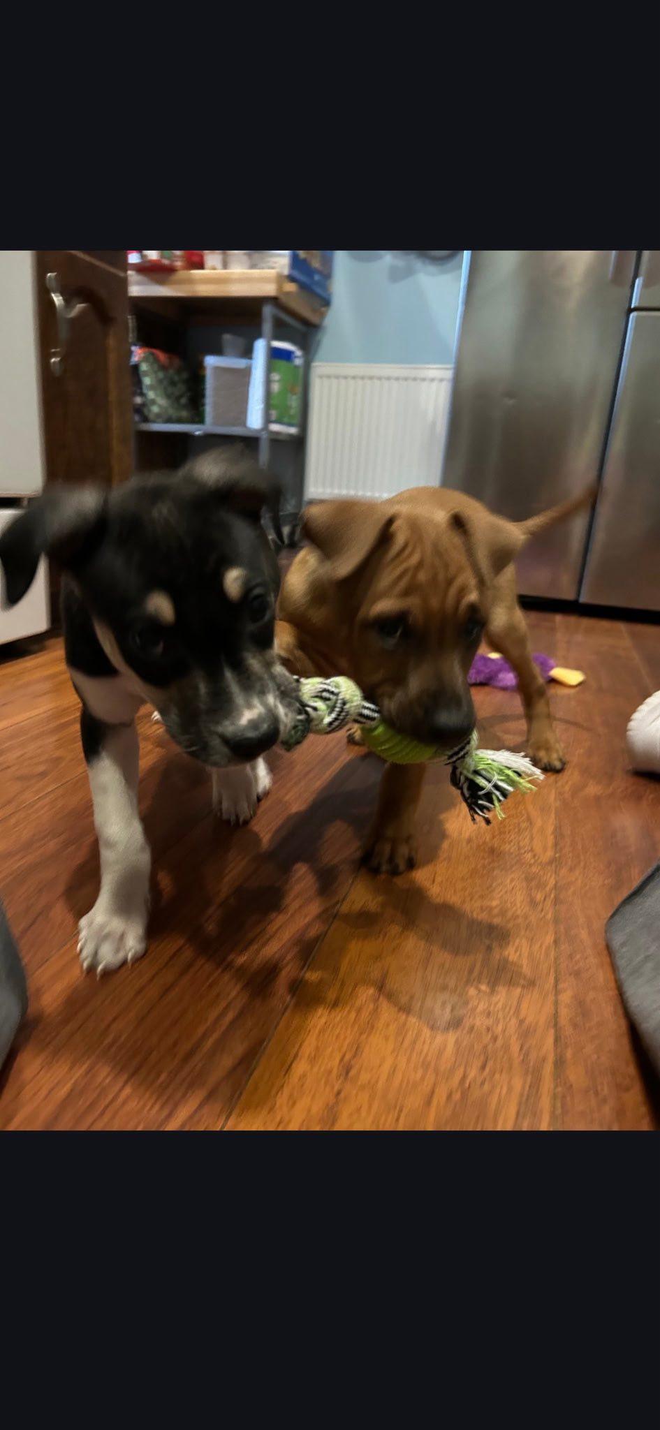 Enlarge Nugget, an adopted mixed breed in Riverdale, NJ image 3/4