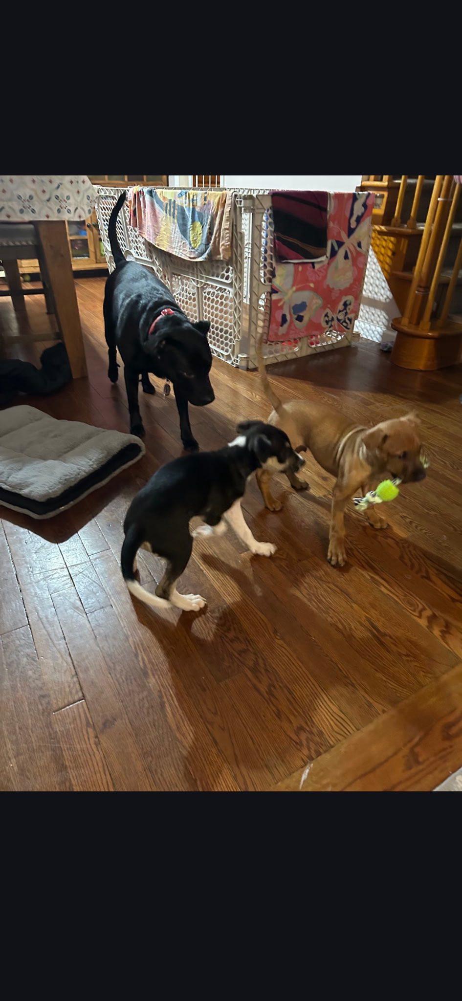 Enlarge Nugget, an adopted mixed breed in Riverdale, NJ image 4/4