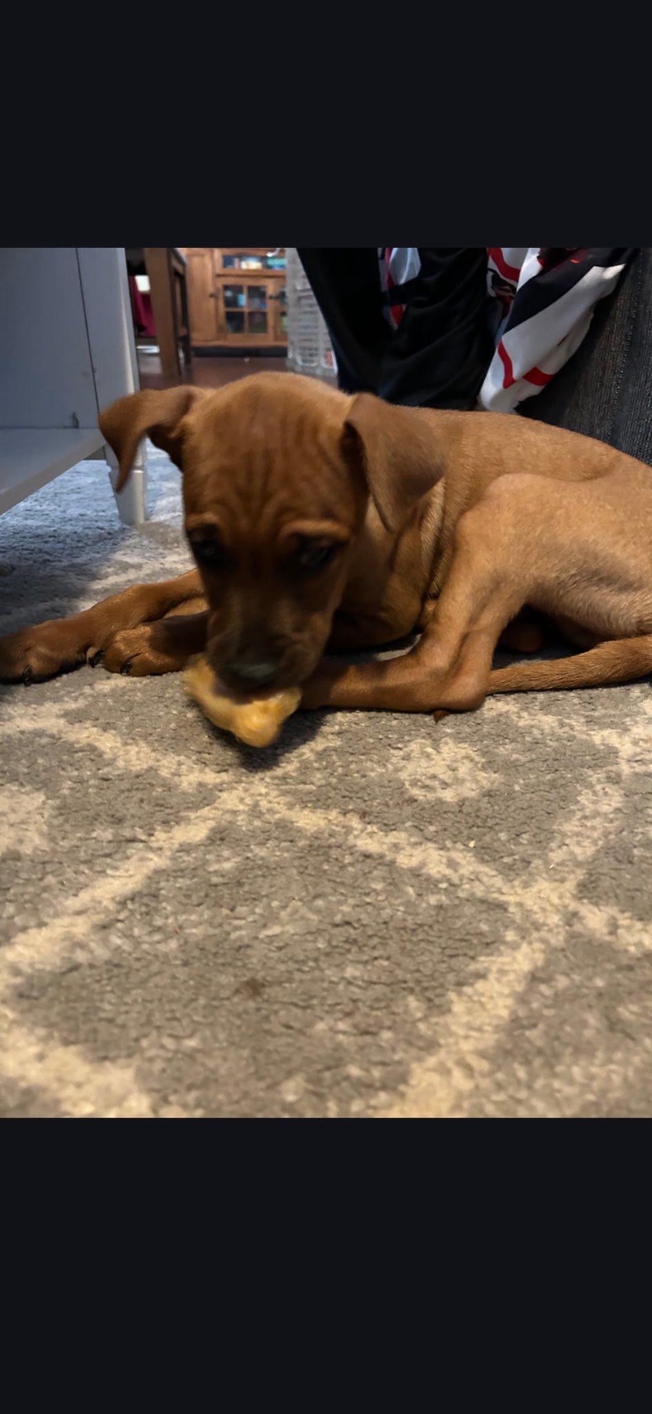 Enlarge Nugget, an adopted mixed breed in Riverdale, NJ image 1/4