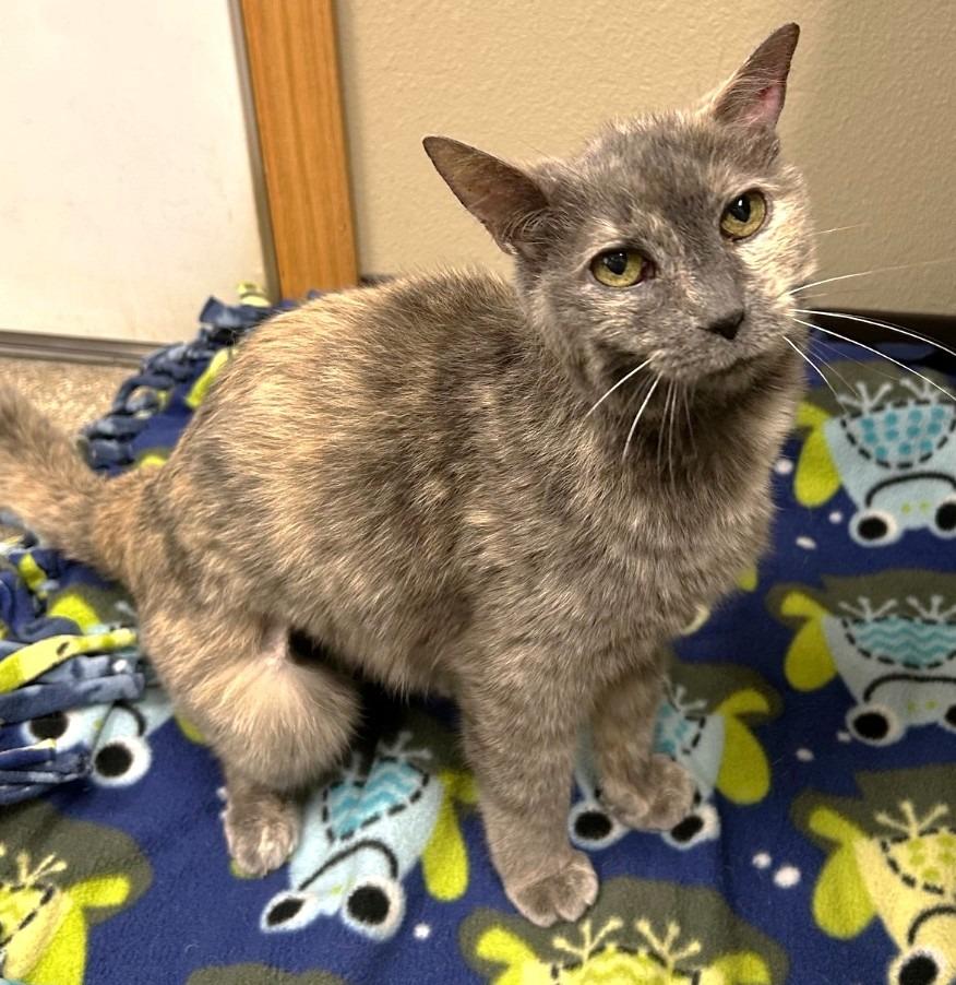 Olive, Adoptable, Young Female Domestic Short Hair.