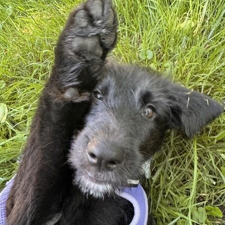 Irene, an adoptable mixed breed in Palatine, IL image 1/5