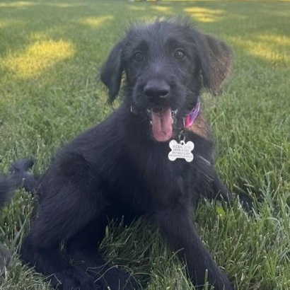 Irene, an adoptable mixed breed in Palatine, IL image 3/5