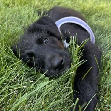 Irene, an adoptable mixed breed in Palatine, IL image 5/5