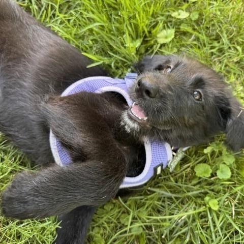 Irene, an adoptable mixed breed in Palatine, IL image 4/5